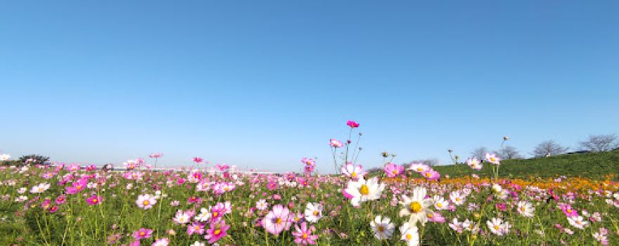 Fukiage Cosmos Field