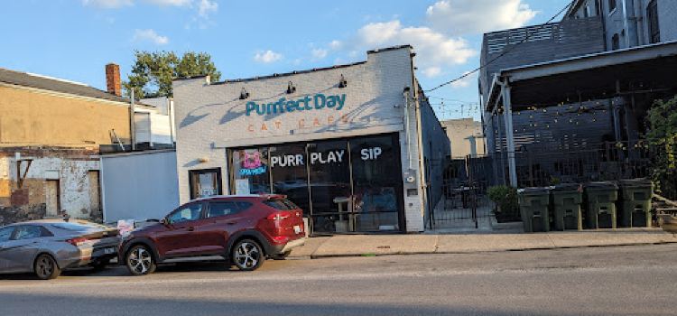Purrfect Day Cafe Covington