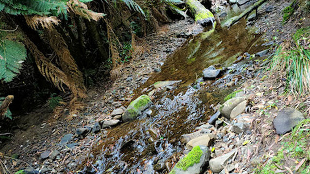 Grey River Picnic Area