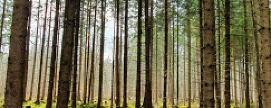 Teiche im Wald