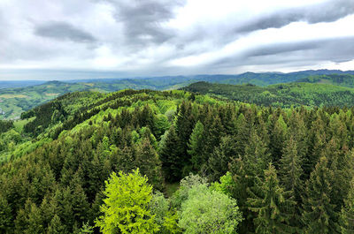 Dambergwarte