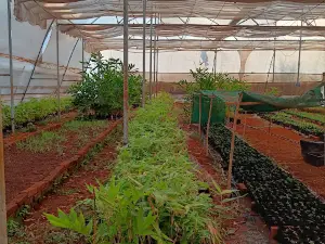 Bamboo Nursery Dongroli