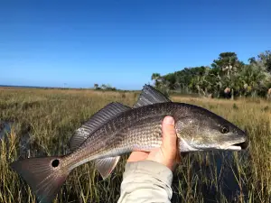Fort Myers Fishing Charters