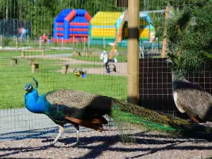 Kiviniitty Domestic Animal Park