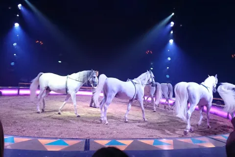 Circus Krone