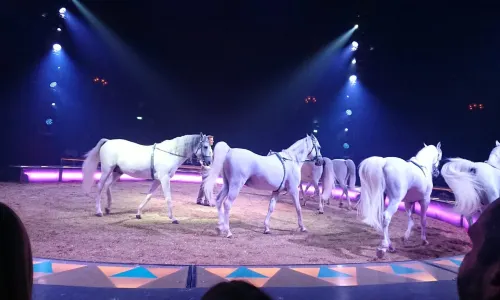 Circus Krone