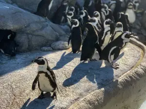 Adventure Aquarium