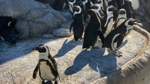 アドベンチャー水族館