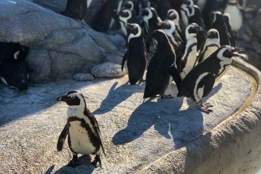 坎姆頓探險水族館