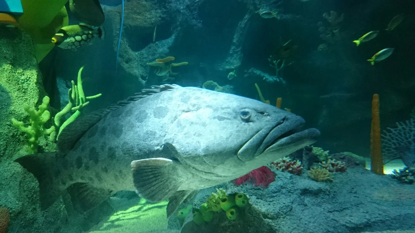 2_名古屋SEA LIFE水族館
