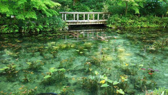 Monet's Pond