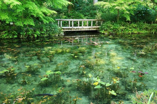 Monet's Pond