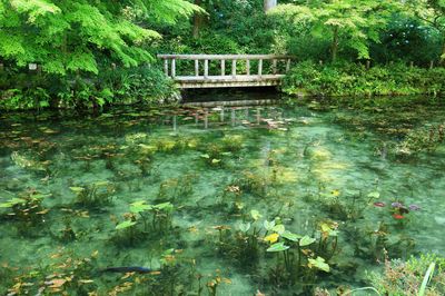 Monet's Pond