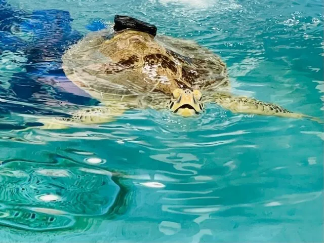 2_Georgia Sea Turtle Center