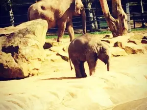 Twycross Zoo
