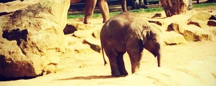 トワイクロス動物園