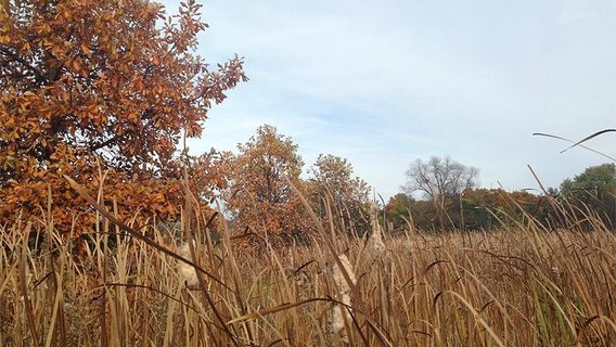 Blackwell Forest Preserve