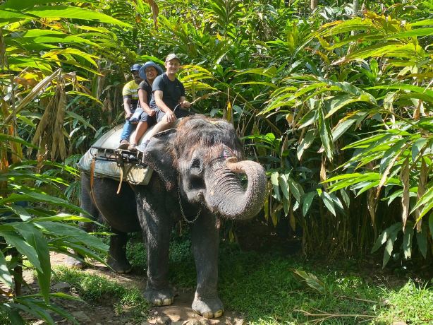 Elephant Junction Thekkady