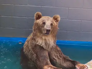 Cherokee Bear Zoo