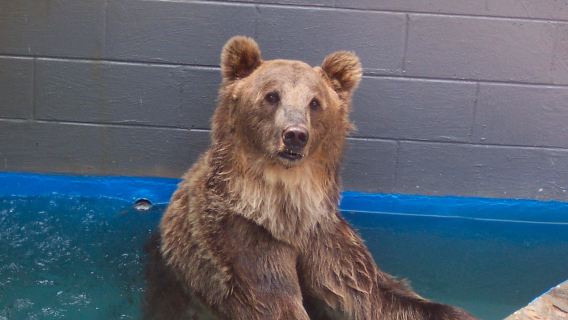 Cherokee Bear Zoo
