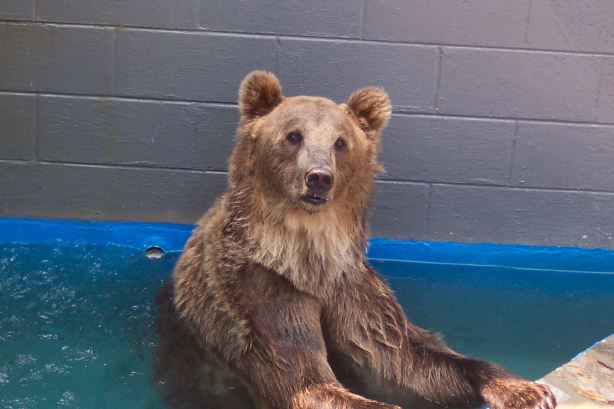 Cherokee Bear Zoo
