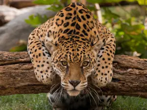 Zoologico de Quito