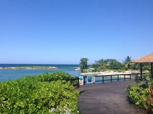 Dolphin Cove Montego Bay