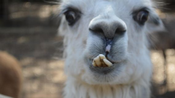 Bee City Zoo & Honey Bee Farm