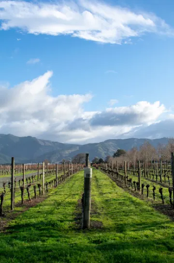 Allan Scott Family Winemakers HQ