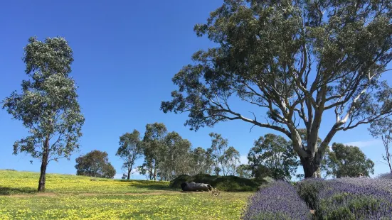 Lyndoch Lavender Farm & Cafe