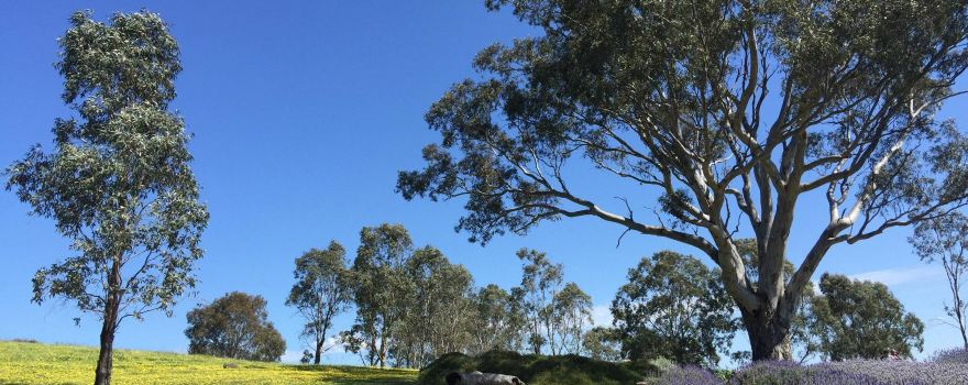 Lyndoch Lavender Farm & Cafe