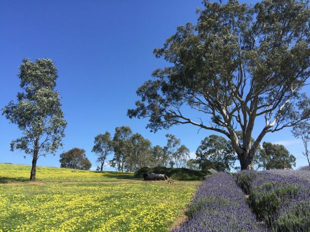 Lyndoch Lavender Farm & Cafe