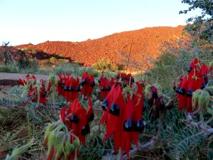 Murujuga National Park