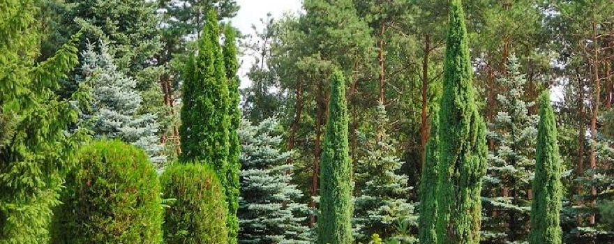 Vasyutinsk Arboretum