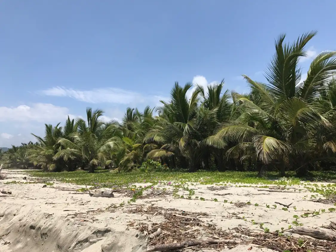 Hotels near Buritaca