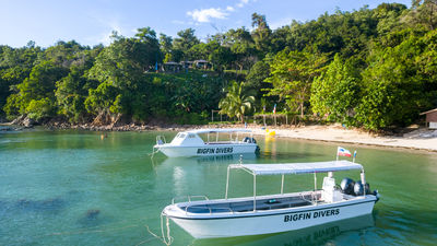 Bigfin Divers