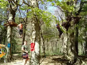 Tree Forest Robin