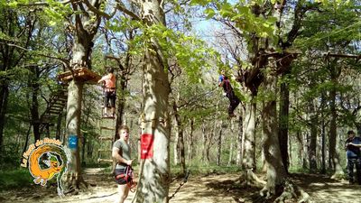 Tree Forest Robin