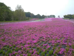 市貝町芝ざくら公園