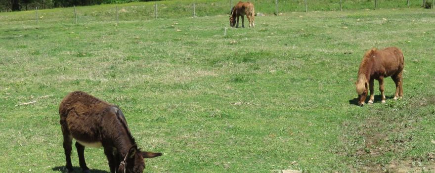 Mitcham Farm