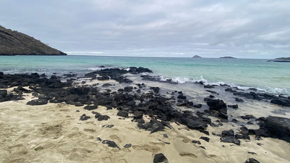 Punta Cormorant