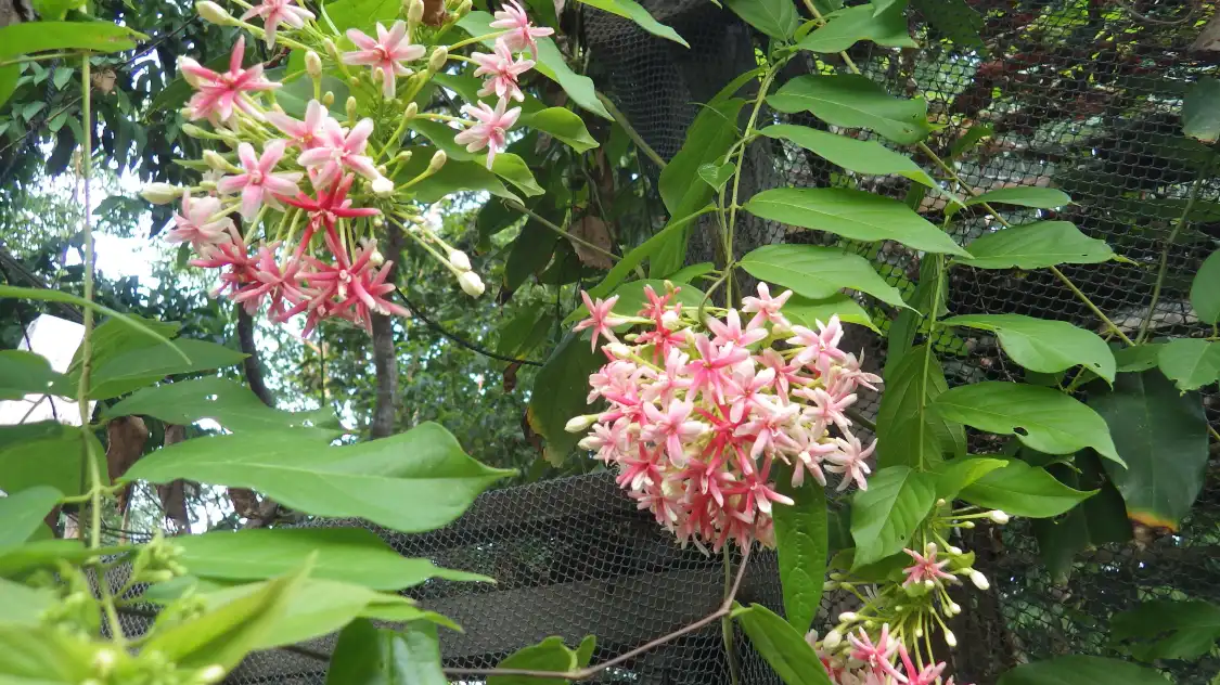 Hotel in zona Jungle zoo