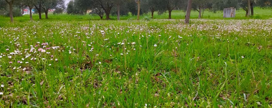Parco Archeologico di Septempeda