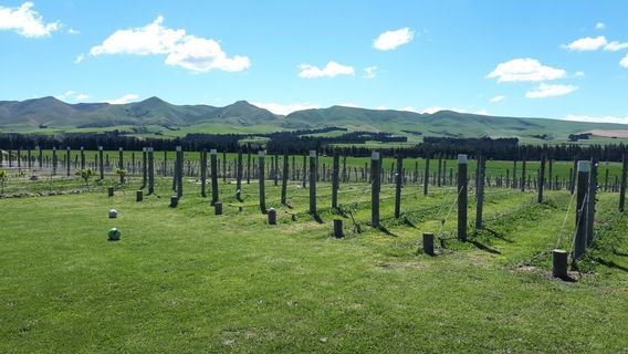 Explore Waipara