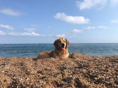 派尼達