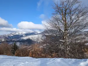 OCOLUL SILVIC GROŞII ŢIBLEŞULUI