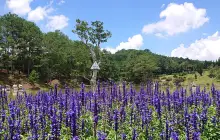 Золотая долина