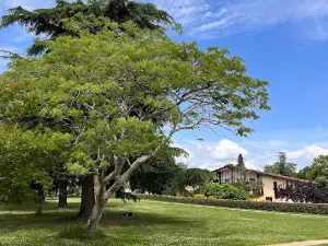 Central-Park