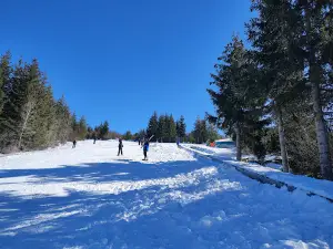 Žari