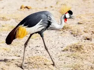 Aledeghi Wildlife Reserve